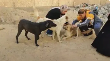 الطبيب البيطري في الإسماعيلية يطلق حملة لتطعيم Dogs الشوارع ضد داء الكلب