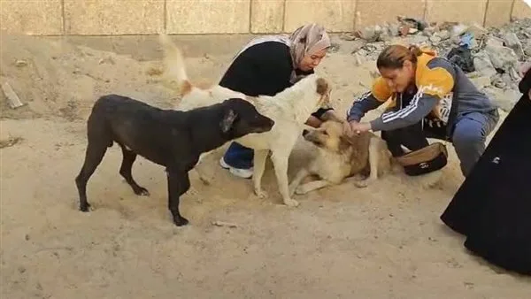 الطبيب البيطري في الإسماعيلية يطلق حملة لتطعيم Dogs الشوارع ضد داء الكلب