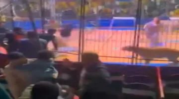 غدًا.. انطلاق أولى جلسات محاكمة «أنوسه كوته» في قضية هجوم النمر على عامل السيرك في طنطا