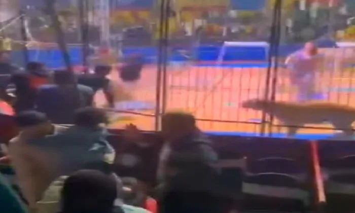 غدًا.. انطلاق أولى جلسات محاكمة «أنوسه كوته» في قضية هجوم النمر على عامل السيرك في طنطا غدًا.. انطلاق أولى جلسات محاكمة «أنوسه كوته» في قضية هجوم النمر على عامل السيرك في طنطا