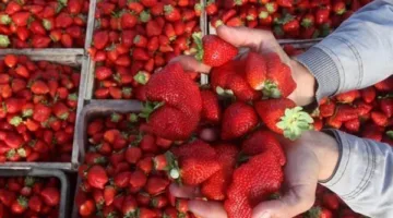 كيف تعزز الفراولة صحة الذاكرة؟