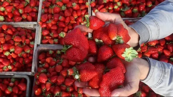 كيف تعزز الفراولة صحة الذاكرة؟ كيف تعزز الفراولة صحة الذاكرة؟