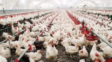 أسعار الفراخ والبيض في محافظة الغربية اليوم السبت 31 مايو 2025