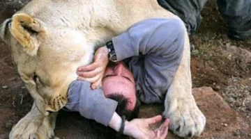مأساة.. نمر يلتهم سائحًا في منتجع سفاري في ناميبيا