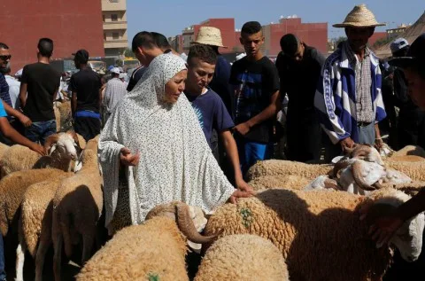 مزاد ‘إبل برقاش’: فعالية بارزة في مصر تُعزز توزيع الثروة الحيوانية مزاد ‘إبل برقاش’: فعالية بارزة في مصر تُعزز توزيع الثروة الحيوانية
