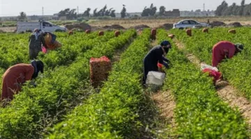 مع الظروف الجوية السيئة، توصيات للمزارعين بوقف الري والرش.