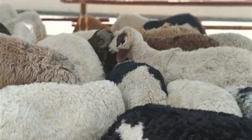 البحيرة تعزز إجراءات التأهب خلال عيد الأضحى لحماية الأراضي الزراعية من التعديات