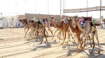 بدء النسخة الثانية من مهرجان المفاريد الصيفي في 14 يونيو القادم