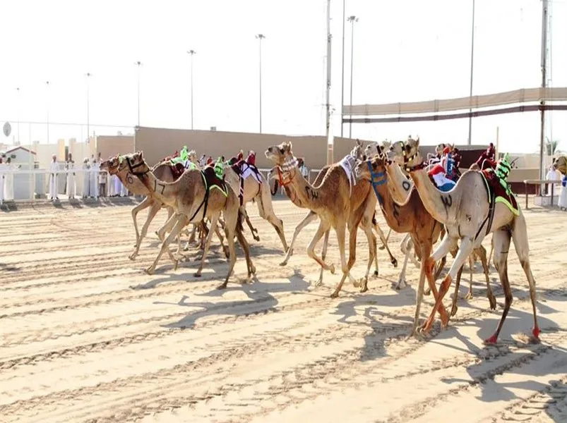 بدء النسخة الثانية من مهرجان المفاريد الصيفي في 14 يونيو القادم بدء النسخة الثانية من مهرجان المفاريد الصيفي في 14 يونيو القادم