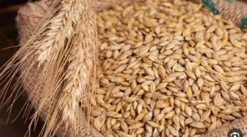 سعر كيلو الأرز الشعير اليوم السبت 31 مايو 2025
