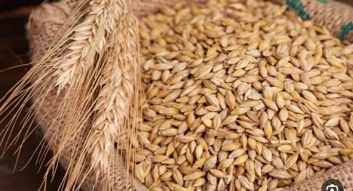 سعر كيلو الأرز الشعير اليوم السبت 31 مايو 2025 سعر كيلو الأرز الشعير اليوم السبت 31 مايو 2025