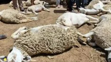 صور: شاحنة تدهس قطيع أغنام في الغربية وتسبب نفوقها