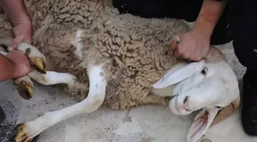استعدادًا لعيد الأضحى: شروط وقواعد ذبح الأضحية