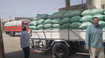 تسليم القمح في بشون وصوامع البحيرة: أكثر من 290 ألف طن من القمح المحلي.