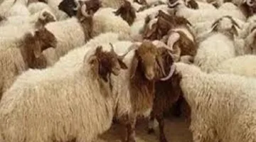 أماكن وتكاليف حجز أضاحي وزارة الزراعة لعام 2025