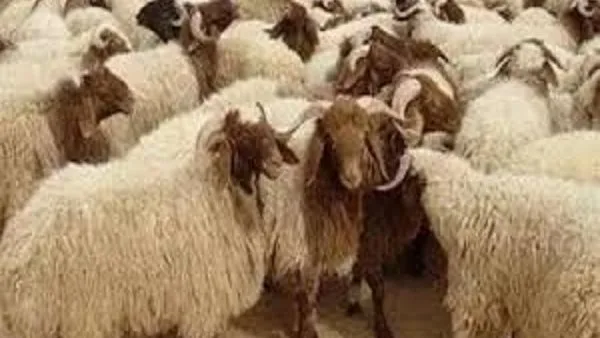 أماكن وتكاليف حجز أضاحي وزارة الزراعة لعام 2025 أماكن وتكاليف حجز أضاحي وزارة الزراعة لعام 2025