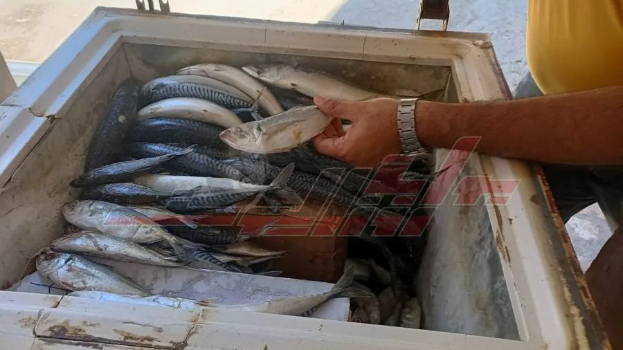 إتلاف سمك فسيخ منتهي الصلاحية في كفر الشيخ إتلاف سمك فسيخ منتهي الصلاحية في كفر الشيخ