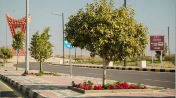 أمانة الجوف تزرع أكثر من 55800 شجرة في خمس بلديات فرعية