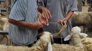 12 نقطة تلخّص لك متطلبات وشروط الأضحية