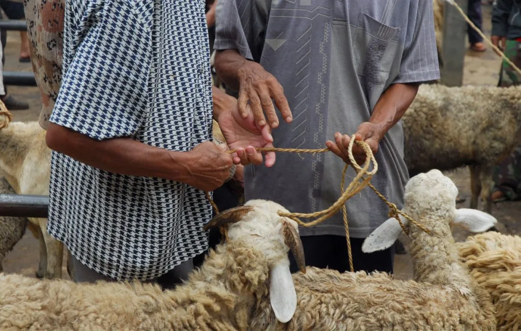12 نقطة تلخّص لك متطلبات وشروط الأضحية