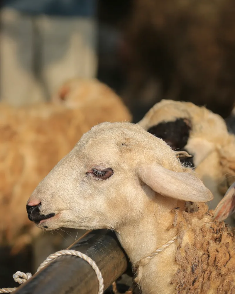 قطر الخيرية تحضر لإطلاق مشاريع الأضاحي والمساعدات الإنسانية في أكثر من 40 دولة قطر الخيرية تحضر لإطلاق مشاريع الأضاحي والمساعدات الإنسانية في أكثر من 40 دولة