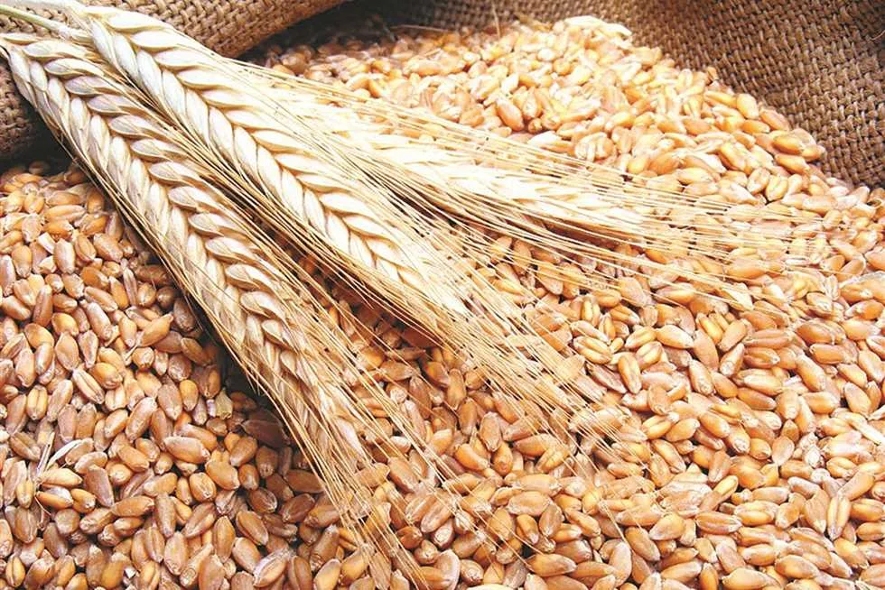 مبادرة مستقبل مصر: نطمح للوصول للاكتفاء الذاتي من القمح بحلول نهاية 2027