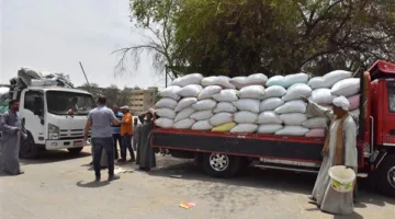 صوامع الشرقية تتلقى 569 ألف طن من القمح خلال موسم الحصاد