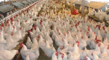 أسعار الدواجن اليوم في المنوفية: الفراخ البيضاء بـ105 جنيهات تُظهر استقراراً.