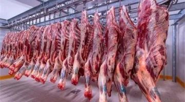 نقيب الجزارين يقدم نصائح لشراء أضحية العيد ويكشف الأسعار: كيلو اللحم بـ 390 جنيها والضأن بـ 220 جنيها.