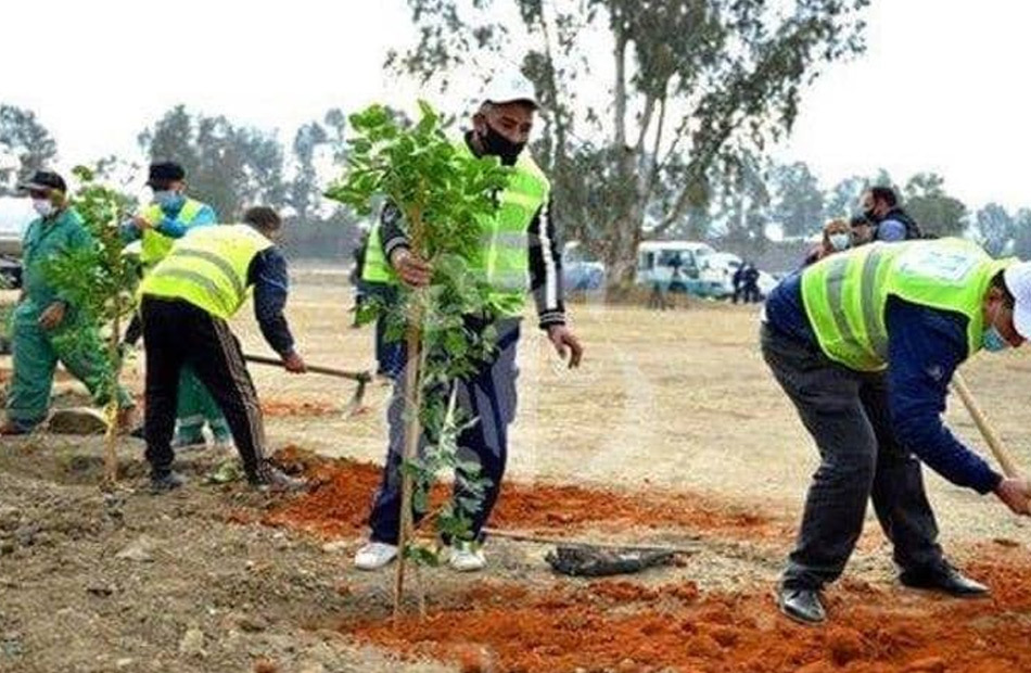 محافظ الغربية يتابع مبادرة زراعة 1000 شجرة وتجميل أسوار المدارس