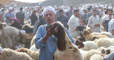 دليلك لاختيار خروف العيد.. 17 خطوة لضمان أضحية سليمة