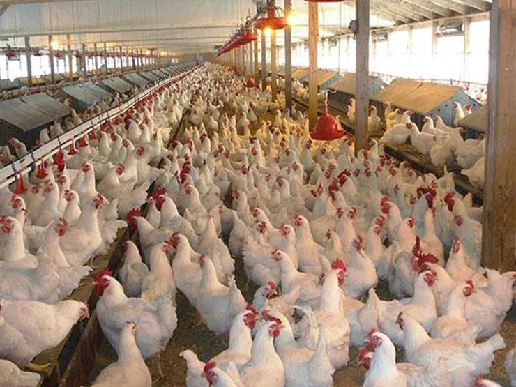 ارتفاع أسعار الطيور بأسواق الإسكندرية.. والبيض يسجل 130 جنيها