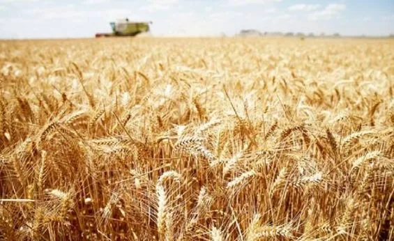 محافظ الدقهلية: استلام 212 ألف طن من القمح المحلي في مراكز التعبئة والتخزين محافظ الدقهلية: استلام 212 ألف طن من القمح المحلي في مراكز التعبئة والتخزين