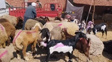 جدل حول بيع خروف يؤدي لاندلاع مشاجرة في سوق طامية.. والشرطة تلقي القبض على 5 متهمين