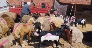 جدل حول بيع خروف يؤدي لاندلاع مشاجرة في سوق طامية.. والشرطة تلقي القبض على 5 متهمين جدل حول بيع خروف يؤدي لاندلاع مشاجرة في سوق طامية.. والشرطة تلقي القبض على 5 متهمين