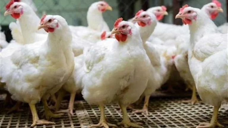 شعبة الدواجن: معدل النفوق لا يتجاوز 3% والدولة غير مسؤولة عن سوء إدارة المزارع شعبة الدواجن: معدل النفوق لا يتجاوز 3% والدولة غير مسؤولة عن سوء إدارة المزارع