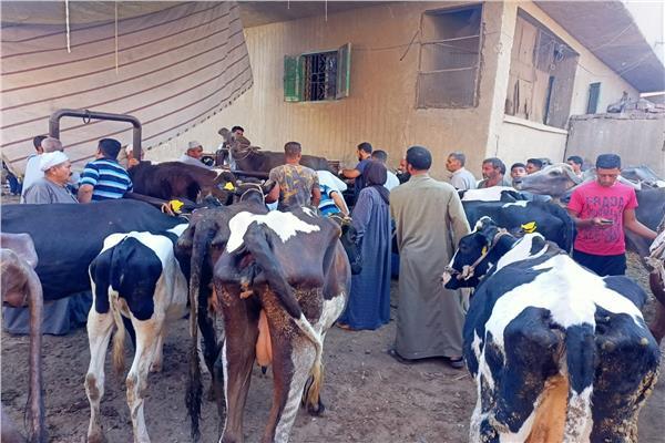 قافلة بيطرية مجانية فى منطقة جنيفة بالسويس