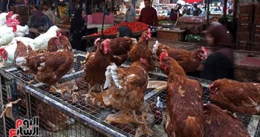 أسعار الدواجن اليوم الأحد 4-5-2025 بأسواق محافظة البحيرة