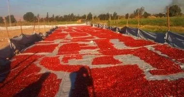 كل ما تريد معرفته عن مقومات الأقصر بالقطاع الزراعى وفرص الاستثمار الزراعى