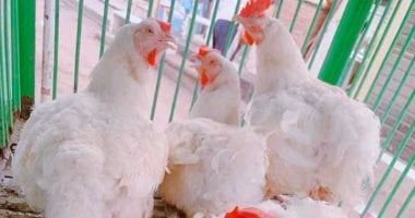 أسعار الدواجن والبيض بأسواق القليوبية اليوم الأحد 4-5-2025