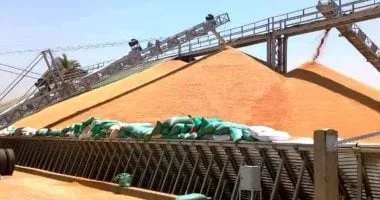 محافظ سوهاج: وصول 130 ألف طن من القمح منذ بداية موسم التوريد بزيادة 20% مقارنة بالعام السابق
