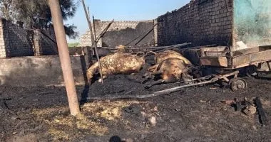 نفوق 12 رأس ماشية وحصان فى حريق حظيرة مواشى عشوائية فى طوخ