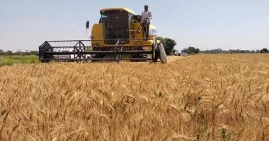 توريد أكثر من 95 ألف طن قمح بسوهاج وصرف مستحقات تجاوزت المليار جنيه للمزارعين