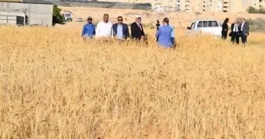 جامعة العريش تحقق إنجازًا جديدًا فى زراعة القمح المقاوم للملوحة والجفاف