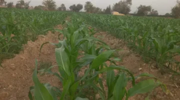 “خبير”: زيادة أسعار تبن القمح ستؤدي إلى زيادة الطلب على الذرة الشامية
