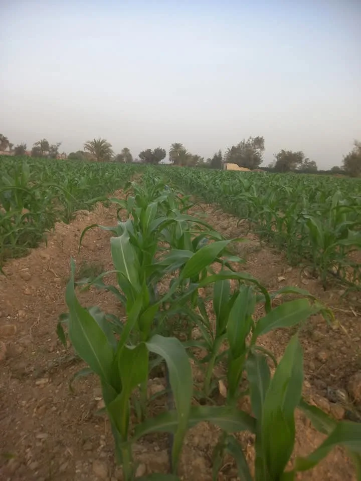 “خبير”: زيادة أسعار تبن القمح ستؤدي إلى زيادة الطلب على الذرة الشامية “خبير”: زيادة أسعار تبن القمح ستؤدي إلى زيادة الطلب على الذرة الشامية