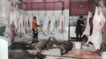 ذبح الإناث من المواشي يشكل خطرًا على الثروة الحيوانية في مصر، و180 ألف رأس تُذبح سنويًا في ظل غياب الرقابة.