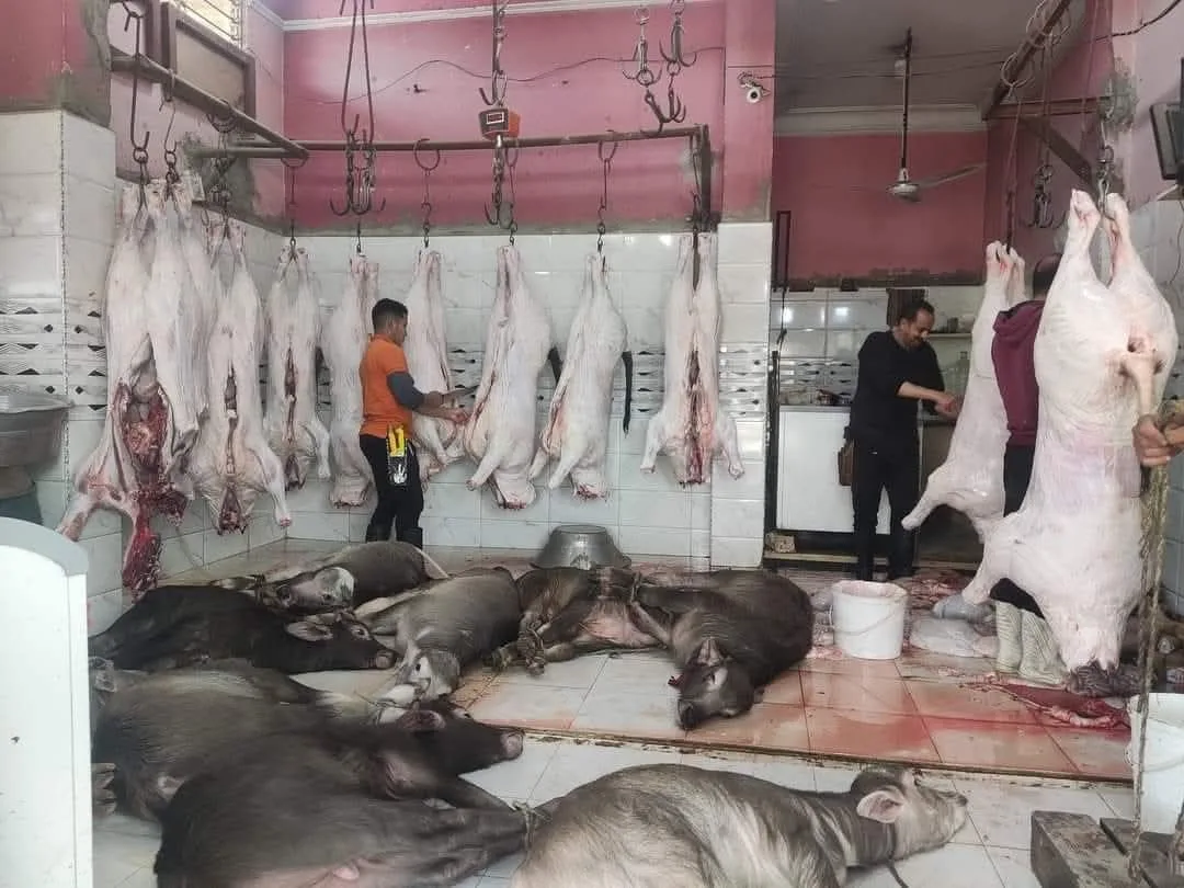 ذبح الإناث من المواشي يشكل خطرًا على الثروة الحيوانية في مصر، و180 ألف رأس تُذبح سنويًا في ظل غياب الرقابة. ذبح الإناث من المواشي يشكل خطرًا على الثروة الحيوانية في مصر، و180 ألف رأس تُذبح سنويًا في ظل غياب الرقابة.