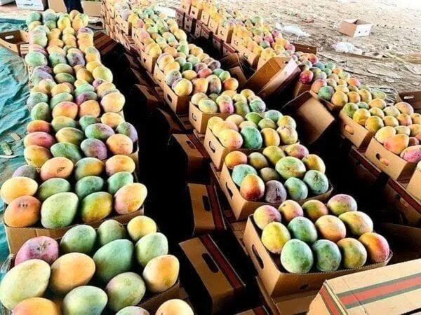 الحكومة تنفي شائعات حول تصدير المانجو وتفندها كـ ‘حملة تضليل’ الحكومة تنفي شائعات حول تصدير المانجو وتفندها كـ ‘حملة تضليل’