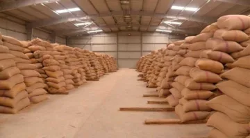 صوامع الشرقية تستقبل 499 ألف طن من القمح خلال موسم الحصاد